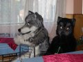 Cesfur09077.jpg